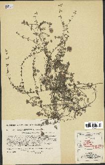 spécimen de Thymus serpyllum