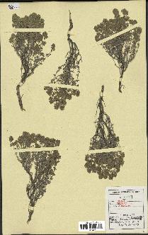 spécimen de Thymus vulgaris