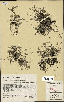 spécimen de Thymus serpyllum