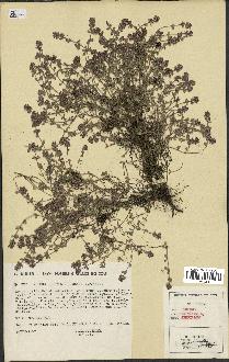 spécimen de Thymus serpyllum