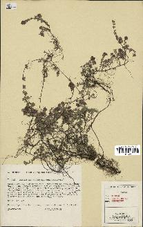 spécimen de Thymus serpyllum