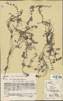 spécimen de Thymus serpyllum