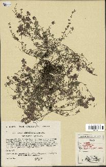spécimen de Thymus serpyllum