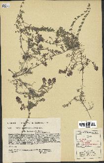 spécimen de Thymus serpyllum