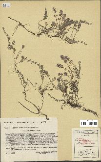 spécimen de Thymus serpyllum