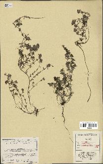 spécimen de Thymus serpyllum
