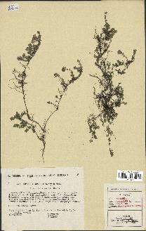 spécimen de Thymus serpyllum