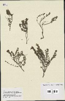 spécimen de Teucrium rotundifolium