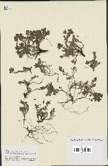 spécimen de Teucrium rotundifolium