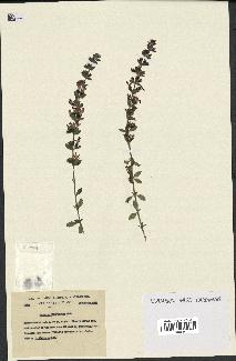 spécimen de Teucrium divaricatum