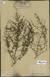 spécimen de Teucrium spinosum