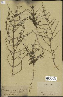 spécimen de Teucrium spinosum