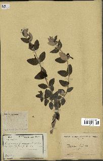 spécimen de Teucrium fruticans