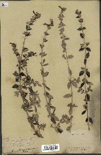 spécimen de Teucrium fruticans