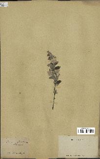 spécimen de Teucrium fruticans