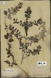 spécimen de Teucrium fruticans