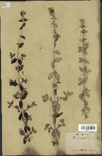 spécimen de Teucrium fruticans