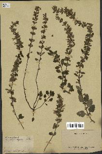 spécimen de Teucrium lucidum