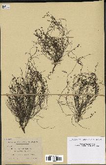 spécimen de Micromeria filiformis