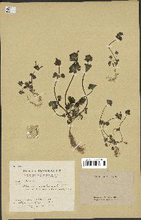 spécimen de Lamium amplexicaule