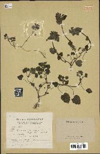 spécimen de Lamium purpureum