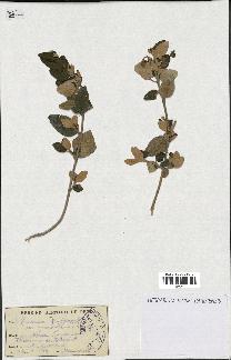 spécimen de Teucrium fruticans