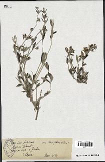 spécimen de Teucrium fruticans