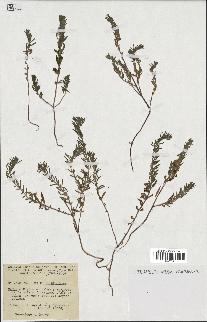 spécimen de Teucrium decipiens