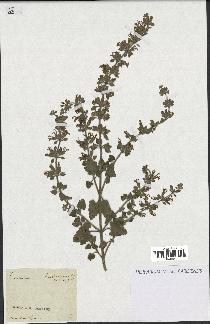 spécimen de Teucrium bracteatum