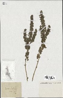 spécimen de Teucrium bracteatum