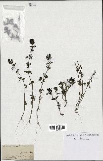 spécimen de Teucrium campanulatum