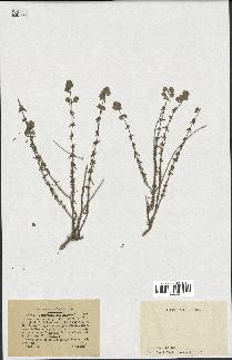 spécimen de Teucrium capitatum