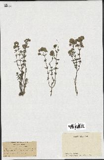 spécimen de Teucrium capitatum