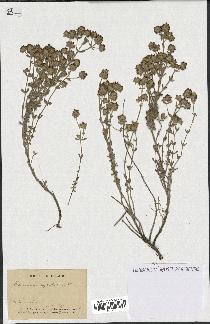 spécimen de Teucrium capitatum