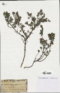 spécimen de Teucrium brevifolium