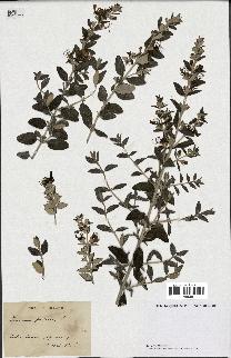 spécimen de Teucrium fruticans