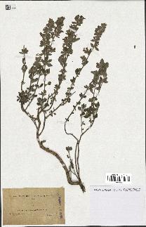 spécimen de Teucrium divaricatum