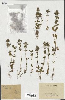 spécimen de Stachys annua