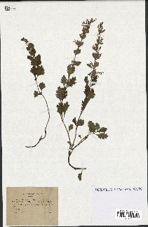 spécimen de Teucrium lucidum