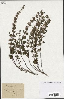 spécimen de Teucrium lucidum