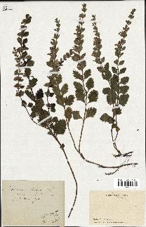 spécimen de Teucrium lucidum