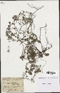 spécimen de Thymus serpyllum