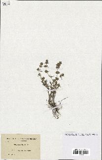 spécimen de Thymus zygis