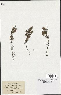 spécimen de Thymus serpyllum