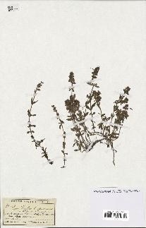 spécimen de Thymus serpyllum