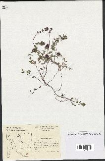 spécimen de Thymus serpyllum