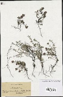 spécimen de Thymus serpyllum