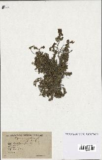 spécimen de Thymus serpyllum