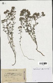 spécimen de Teucrium capitatum