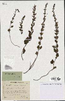 spécimen de Teucrium lucidum